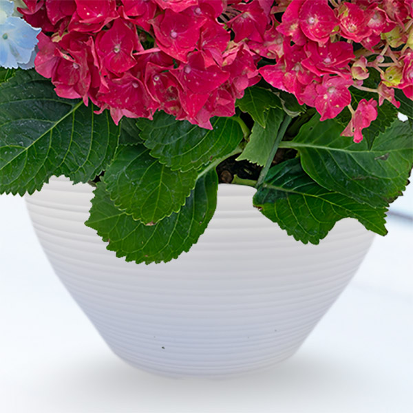 母の日あじさい3色寄せ 赤 白 ライトブルー 母の日 産直ギフト 花や花束の宅配 フラワーギフト通販なら花キューピット 7114