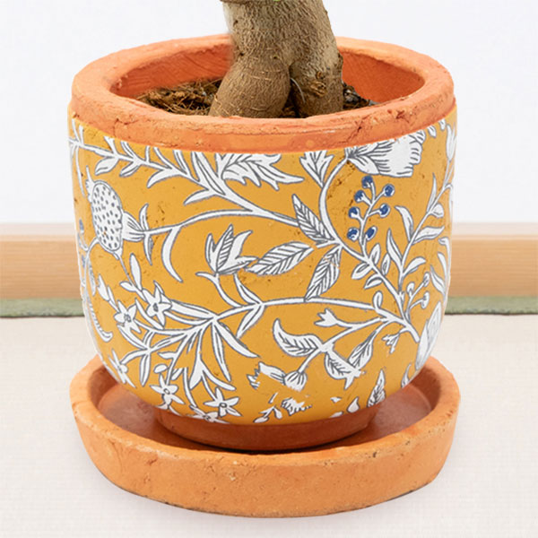 【敬老の日 産直花鉢植え】敬老の日 観葉植物 ガジュマル幸福をもたらす木として人気の育てやすい観葉植物