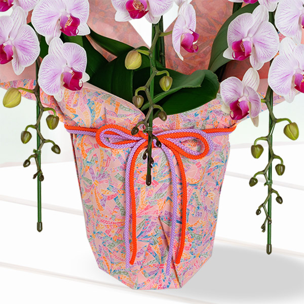 【母の日 産直ギフト】ミディ胡蝶蘭ストライプ3本立（千代紙ラッピング）色鮮やかなストライプが特徴の個性的な胡蝶蘭