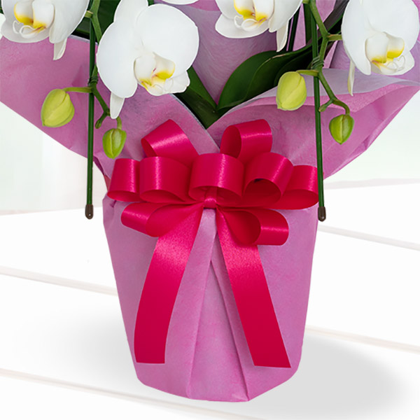 【母の日 産直ギフト】ミディ胡蝶蘭白系2本立　（ラッピング）純白の美しい花姿が人気の胡蝶蘭