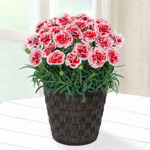 【母の日 産直花鉢植え】カーネーションの鉢植え いちごホイップと【リバティプリント】ガーゼミニハンカチ柔らかで肌触りがよく、持ち運びやすいサイズ感のハンカチ