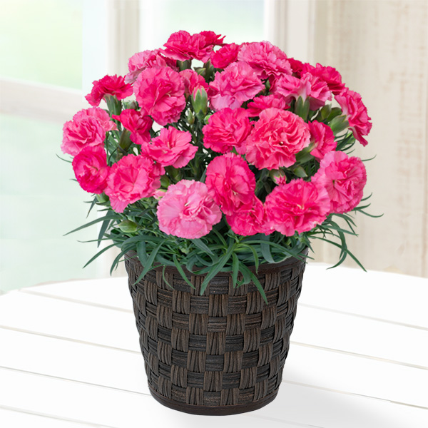 【母の日 産直花鉢植え】カーネーションの鉢植え（ピンク）と【津軽びいどろ】色色豆皿 2枚セット青森県伝統工芸品「津軽びいどろ」の豆皿