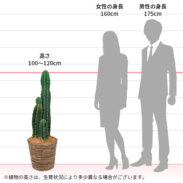 柱サボテン 3本立 バスケット 産直 観葉植物 通年 花や花束の宅配 フラワーギフト通販なら花キューピット