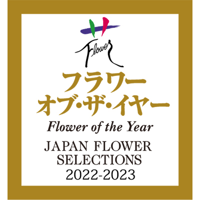 【世界初の青色胡蝶蘭】ミディ胡蝶蘭 ブルージーン 1本立ち ピンクシリンダー（8輪以上）世界で唯一天然の青色を叶えた特別な胡蝶蘭