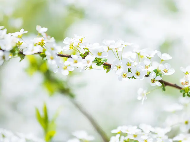 ユキヤナギ（雪柳）