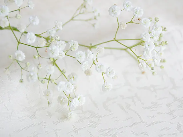 かすみ草