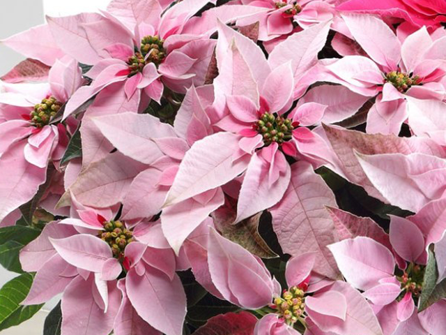 クリスマスに飾りたいお花 お家でクリスマスを楽しもう フラワーギフト通販なら花キューピット