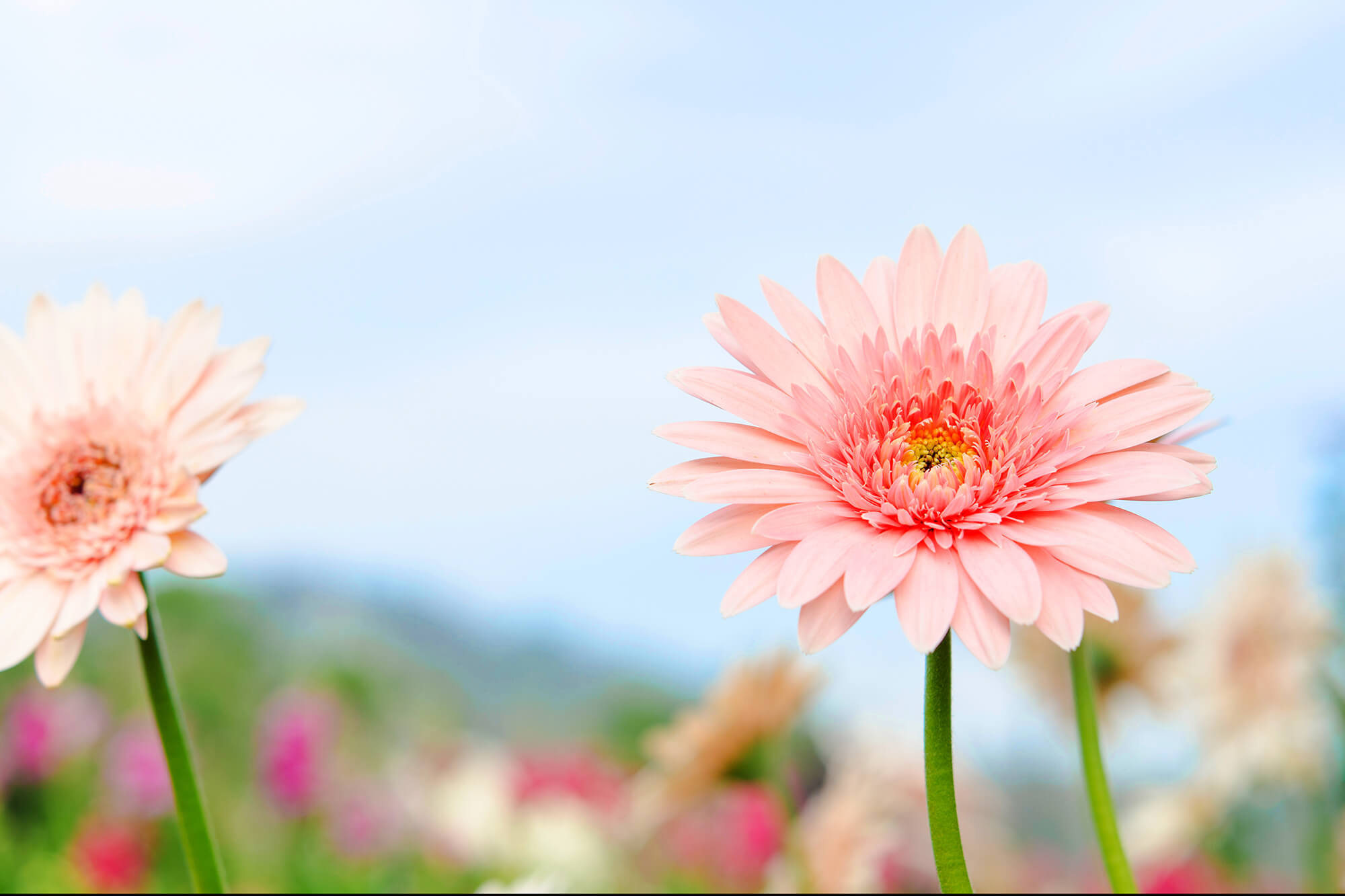 とい の 花 3 えば 月