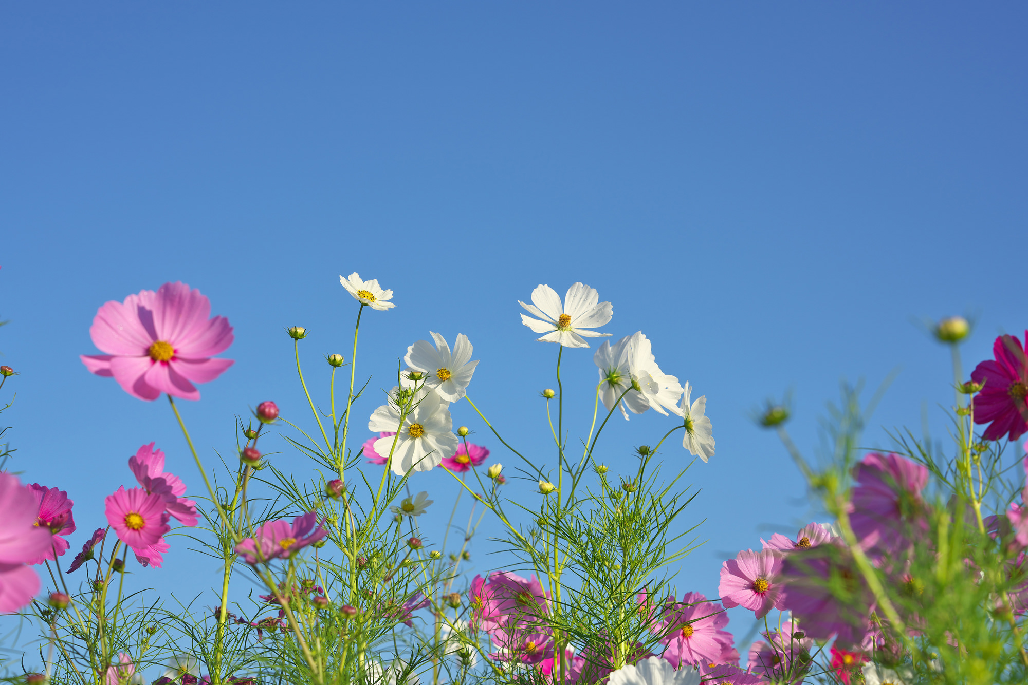 9月の誕生花 デンファレ などの花言葉や育て方 花や花束の宅配 フラワーギフト通販なら花キューピット 贈り物 プレゼントで花を贈ろう