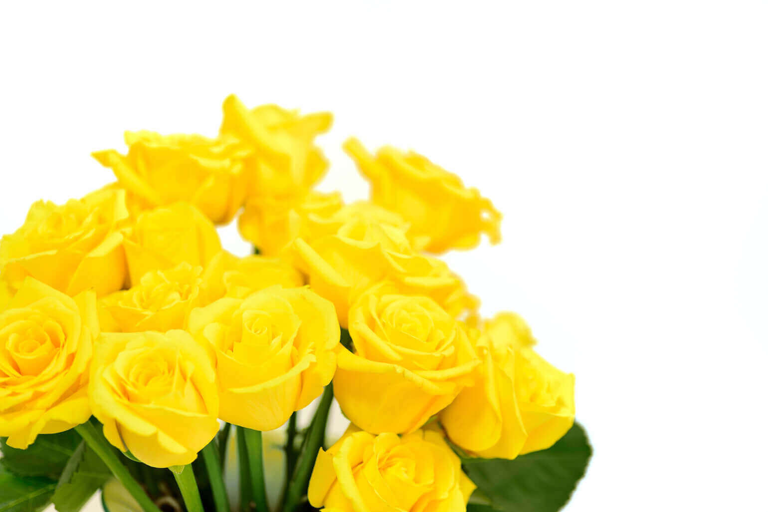 父の日 黄色いバラの花束 | 父の日 花のギフト・プレゼント特集2022