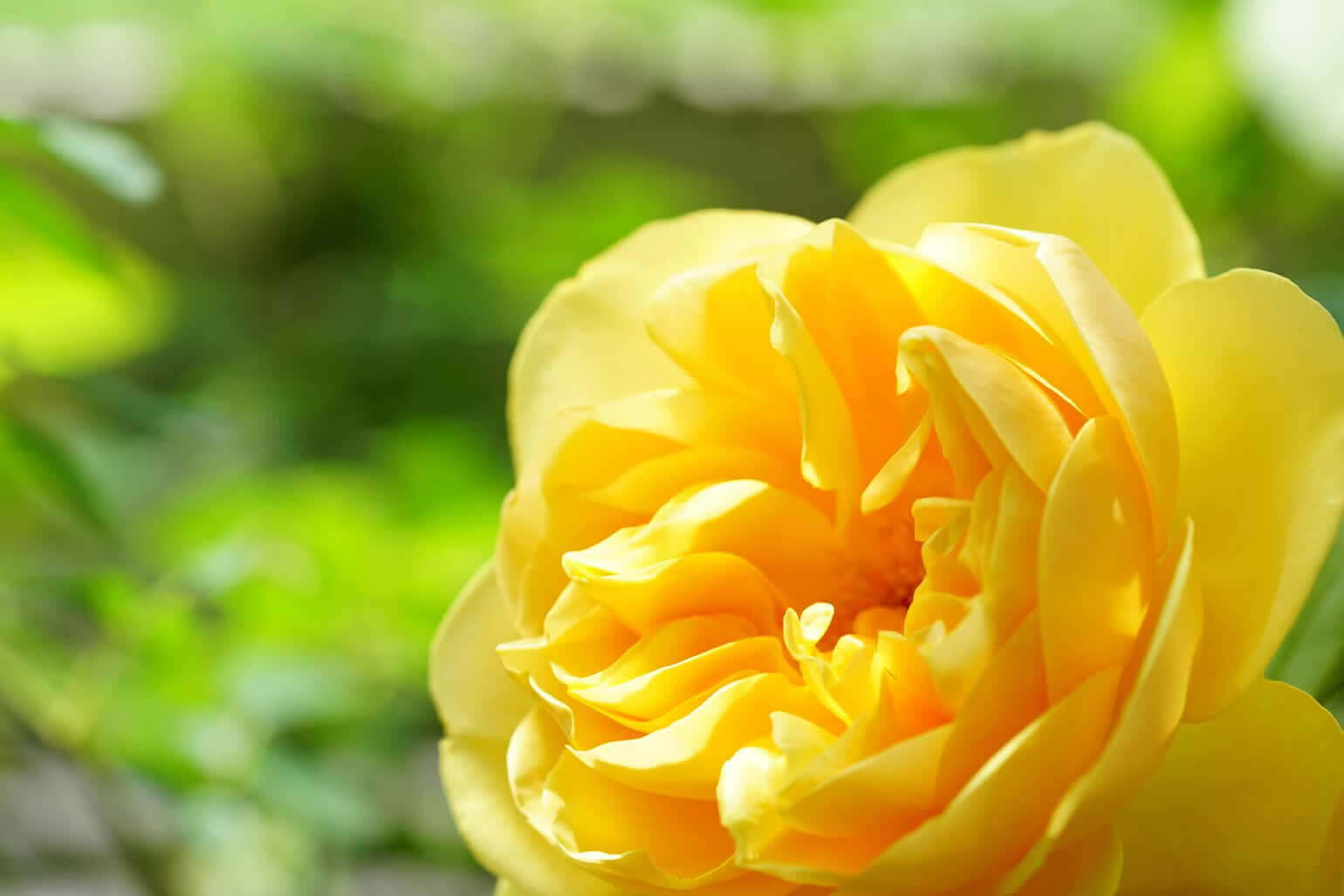 父の日 黄色いバラ | 父の日 花のギフト・プレゼント特集2023