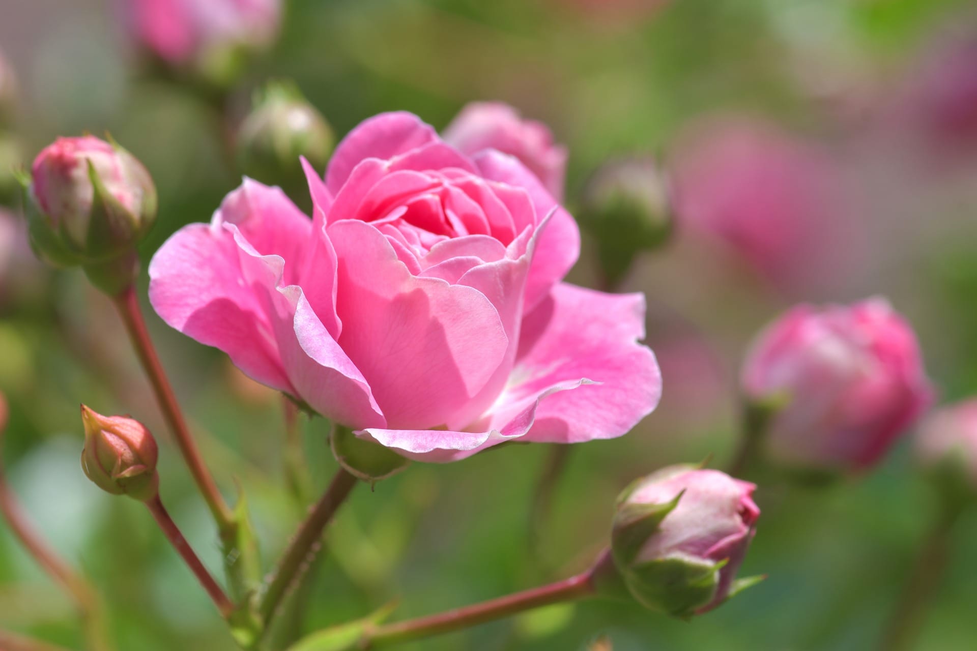 母の日にプレゼントされたバラの育て方 花や花束の宅配 フラワーギフト通販なら花キューピット 贈り物 プレゼントで花を贈ろう