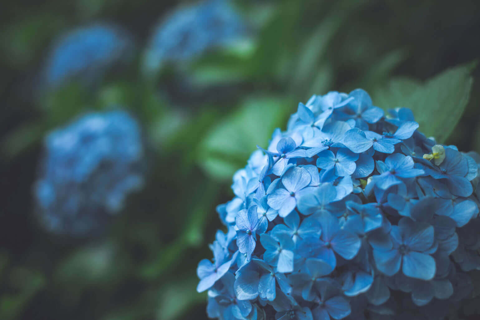 色が持つ効果と 花を飾ることで得られる効果 花や花束の宅配 フラワーギフト通販なら花キューピット 贈り物 プレゼントで花を贈ろう