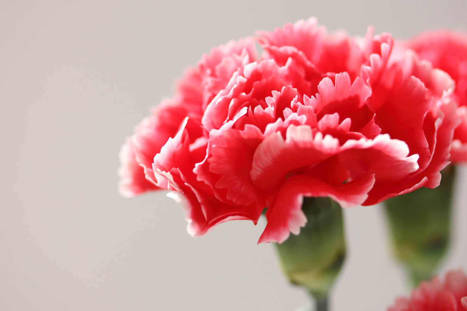 実は奥が深い カーネーションの色別の花言葉 花や花束の宅配 フラワーギフト通販なら花キューピット 贈り物 プレゼントで花を贈ろう