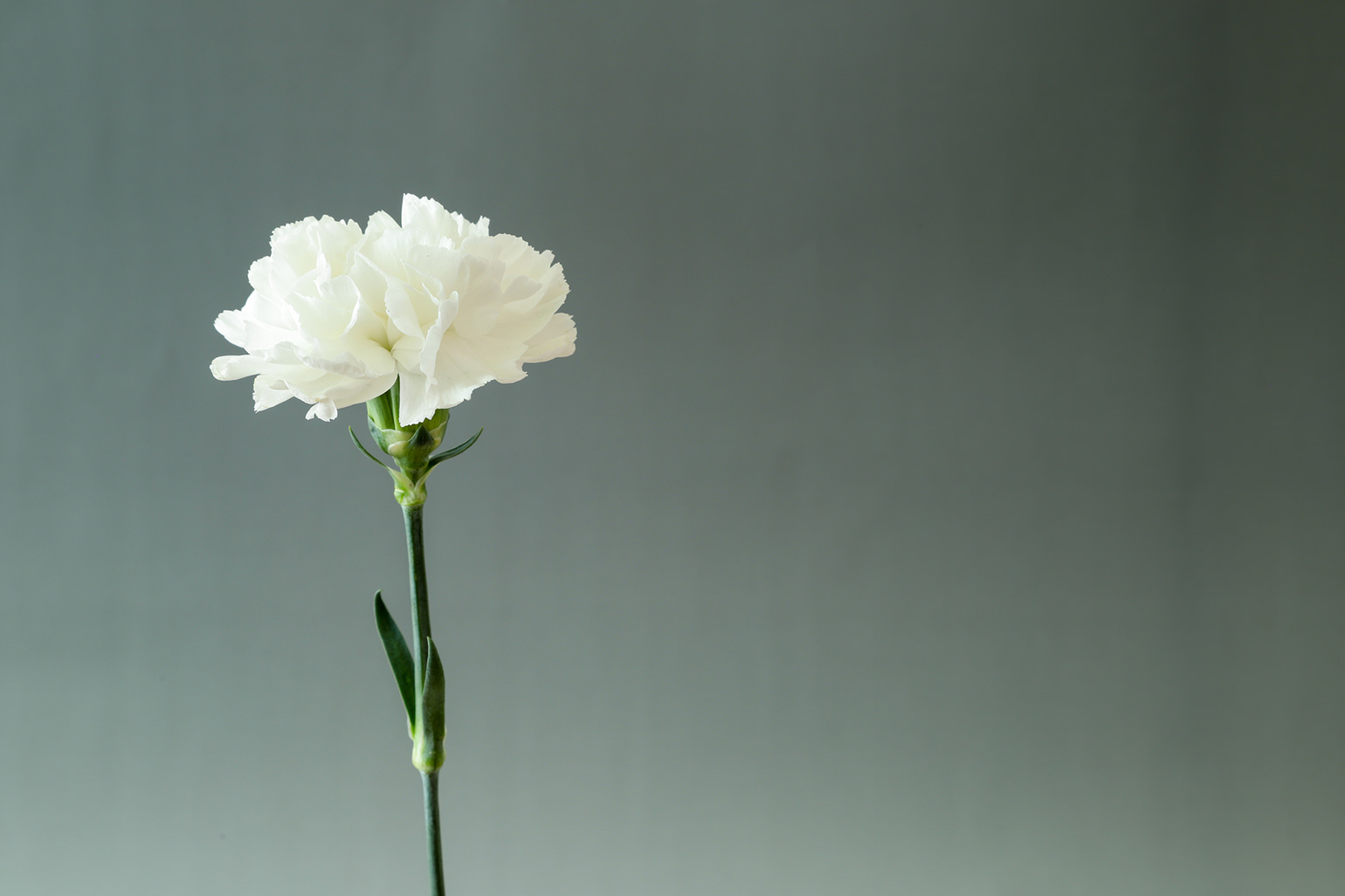 一輪の白いカーネーション