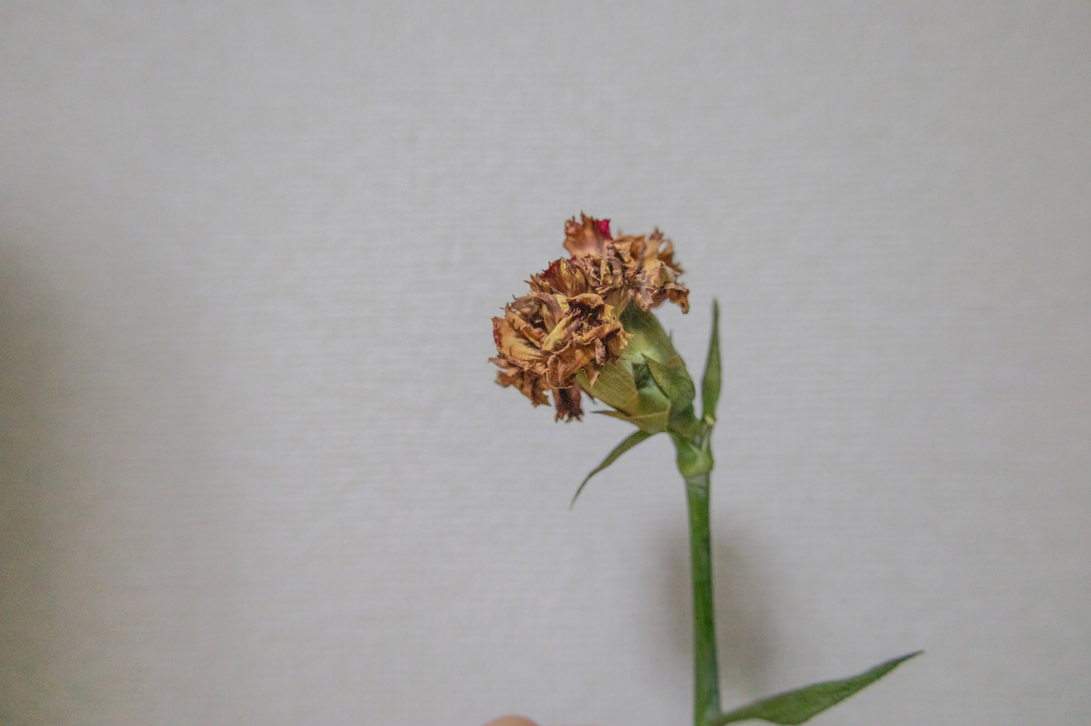 1輪の枯れたカーネーションのドライフラワー