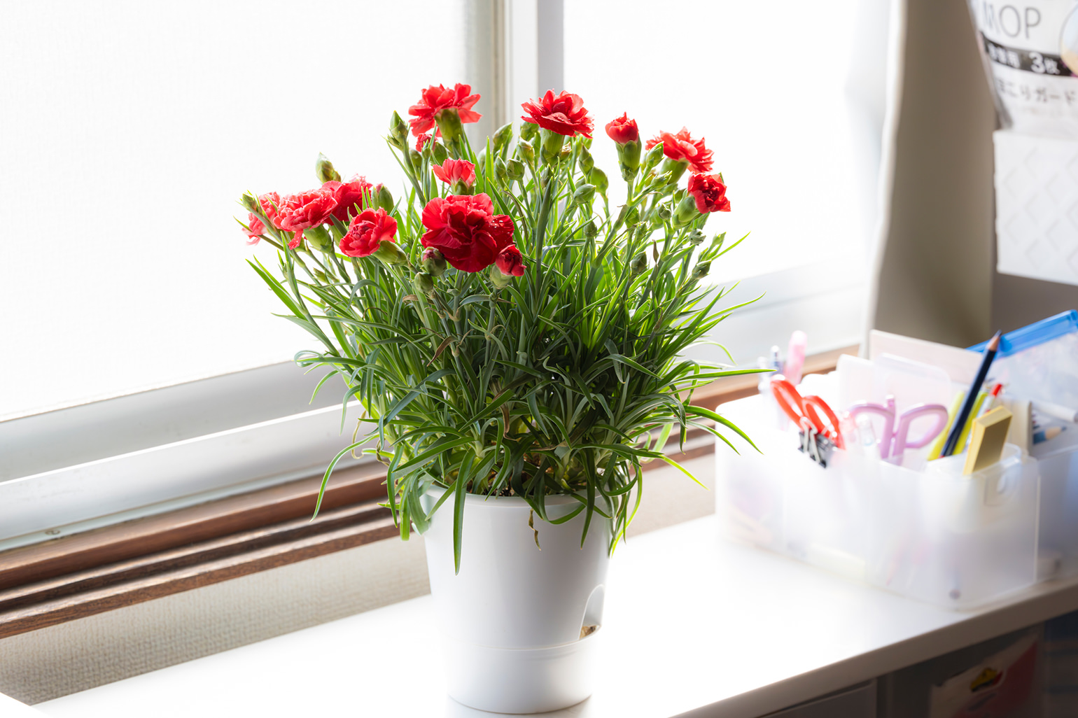 窓際に置かれた赤いカーネーションの鉢植え