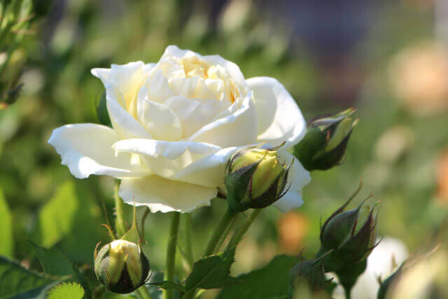 鉢植え・地植えのバラの育て方◆お手入れの基本