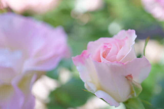 バラを見る時に注目したいポイント～地植え・切り花～