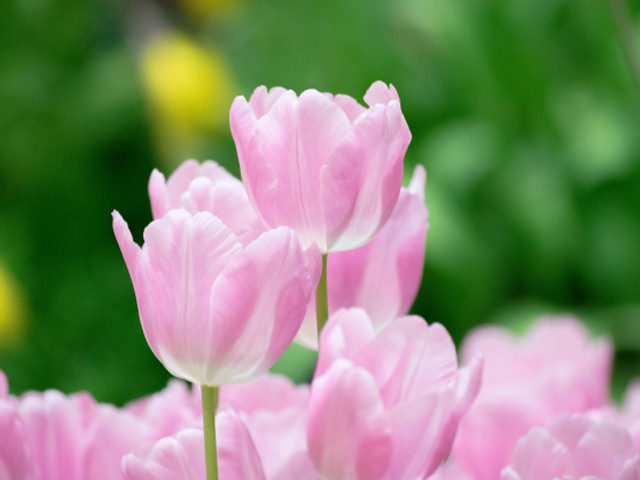 ピンク色のチューリップの花言葉