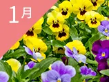 1月の誕生花カレンダー