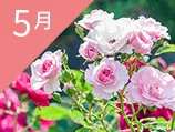 5月の誕生花カレンダー