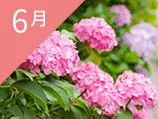 6月の誕生花カレンダー