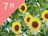 7月の誕生花カレンダー