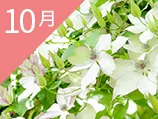 10月の誕生花カレンダー