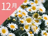 12月の誕生花カレンダー