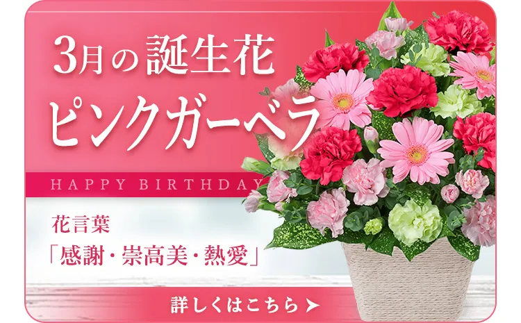 3月の誕生花 | ピンクガーベラ