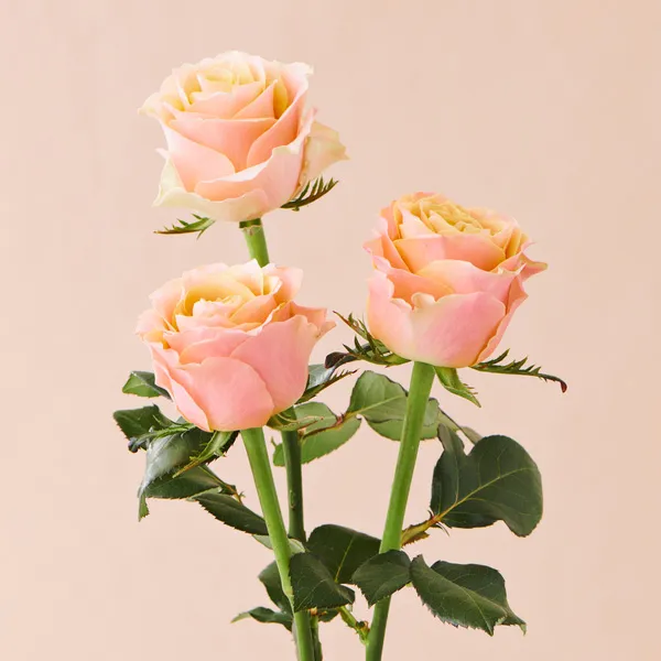 2：オレンジバラ ｜家族の「絆」「信頼」を表す花