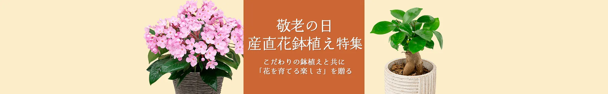 敬老の日 産直花鉢植えのギフト・プレゼント特集2024