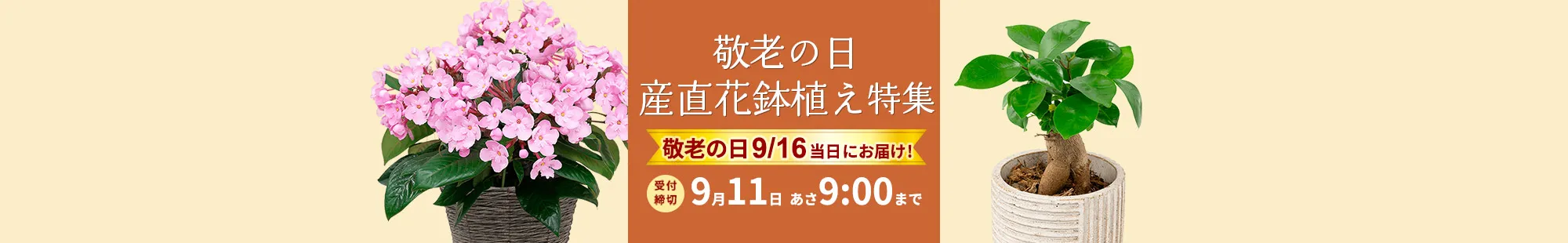 敬老の日 産直花鉢植えのギフト・プレゼント特集2024