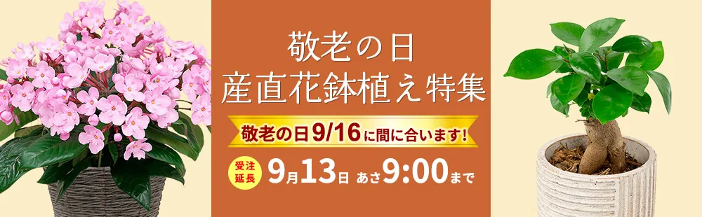 花キューピットの敬老の日 産直花鉢植えのギフト・プレゼント2024