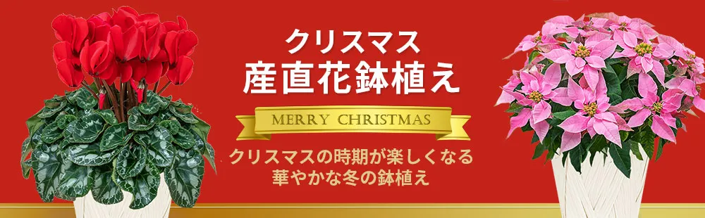 花キューピットのクリスマスの花 産直花鉢植えのギフト・プレゼント2024