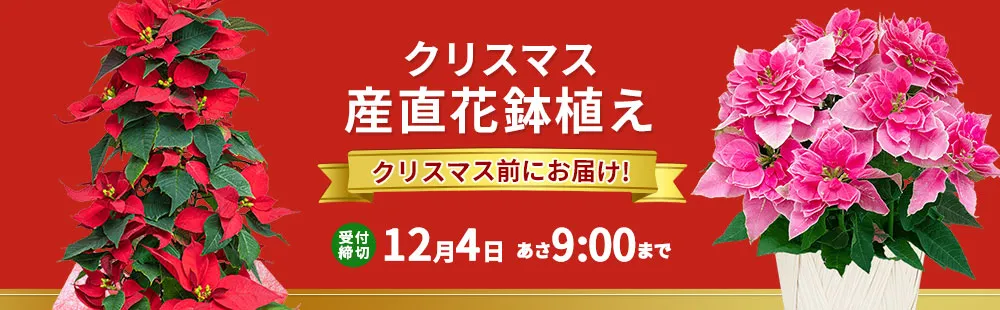 花キューピットのクリスマスの花 産直花鉢植えのギフト・プレゼント2024