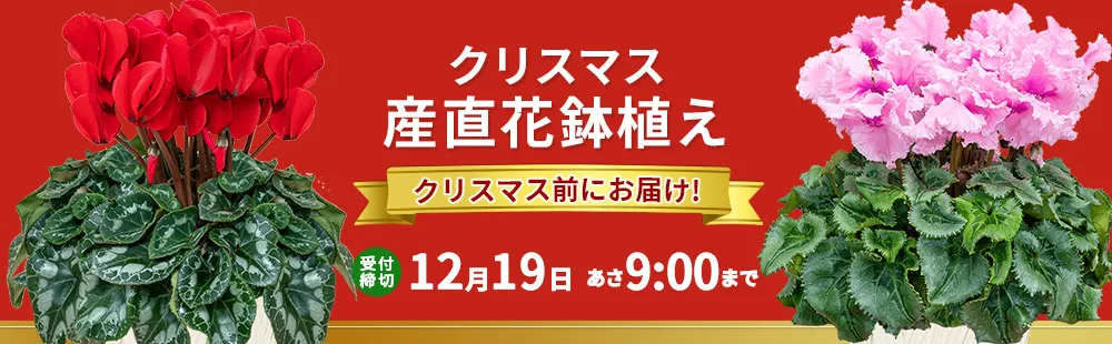 花キューピットのクリスマスの花 産直花鉢植えのギフト・プレゼント2024