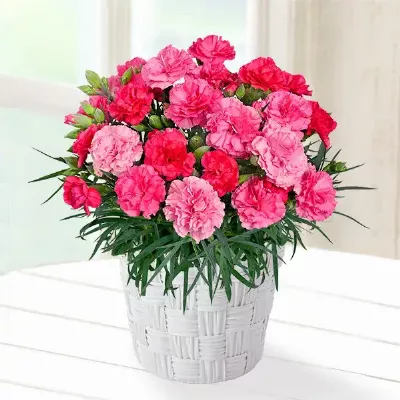 【母の日特集】幸せの色変わりカーネーション鉢（ピンク） 711333 ｜花キューピットの母の日 花のギフト・プレゼント特集2026