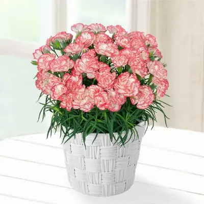 【母の日特集】幸せの複色カーネーション鉢（ピンク） 711504 ｜花キューピットの母の日 花のギフト・プレゼント特集2023