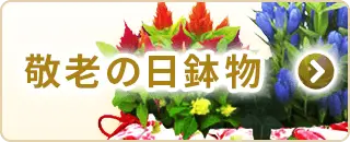 敬老の日鉢物特集