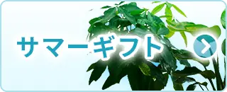 サマーギフト特集