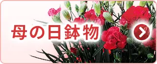 母の日鉢物特集