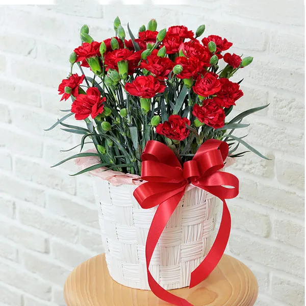 【母の日特集】カーネーション鉢（赤） 521299 ｜花キューピットの母の日 花のギフト・プレゼント特集2024