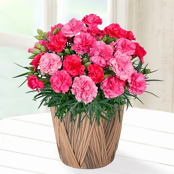 【母の日特集】幸せの色変わりカーネーション鉢（ピンク） 711333 ｜花キューピットの母の日 花のギフト・プレゼント特集2024