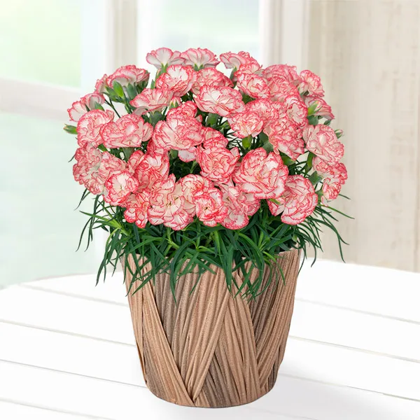 【母の日特集】幸せの複色カーネーション鉢（ピンク） 711504 ｜花キューピットの母の日 花のギフト・プレゼント特集2023
