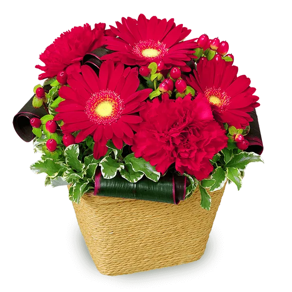 赤系の花  | 花の種類・スタイルから探す