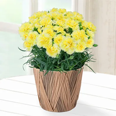 【母の日特集】幸せの黄色カーネーション鉢