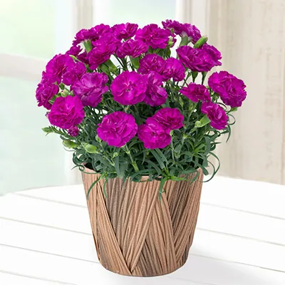 【母の日特集】幸せの紫カーネーション鉢 711506 ｜花キューピットの母の日 花のギフト・プレゼント特集2024
