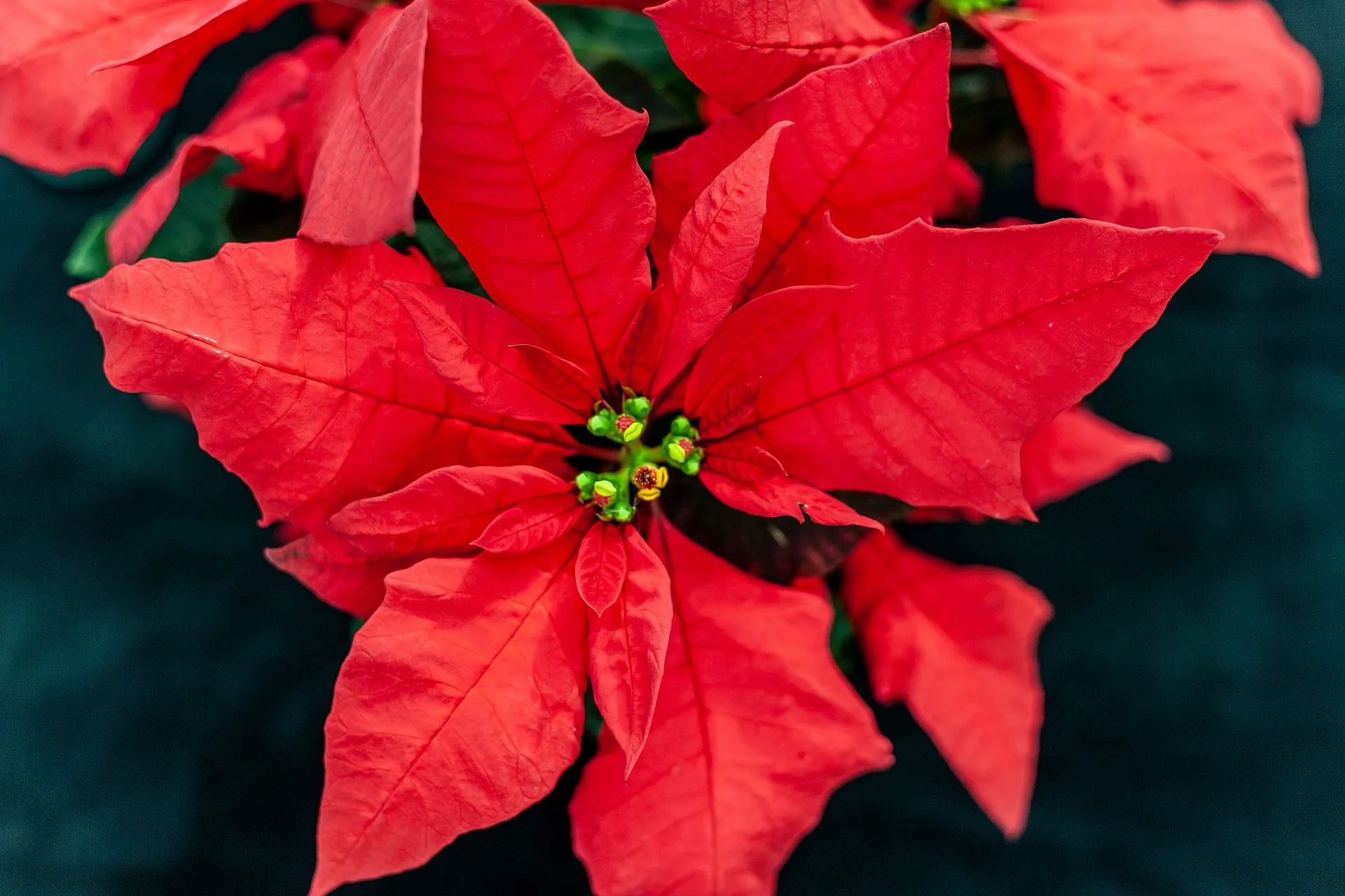 クリスマスにおすすめの花材別ギフト ポインセチア｜花キューピットのクリスマス 花のギフト・プレゼント特集2024